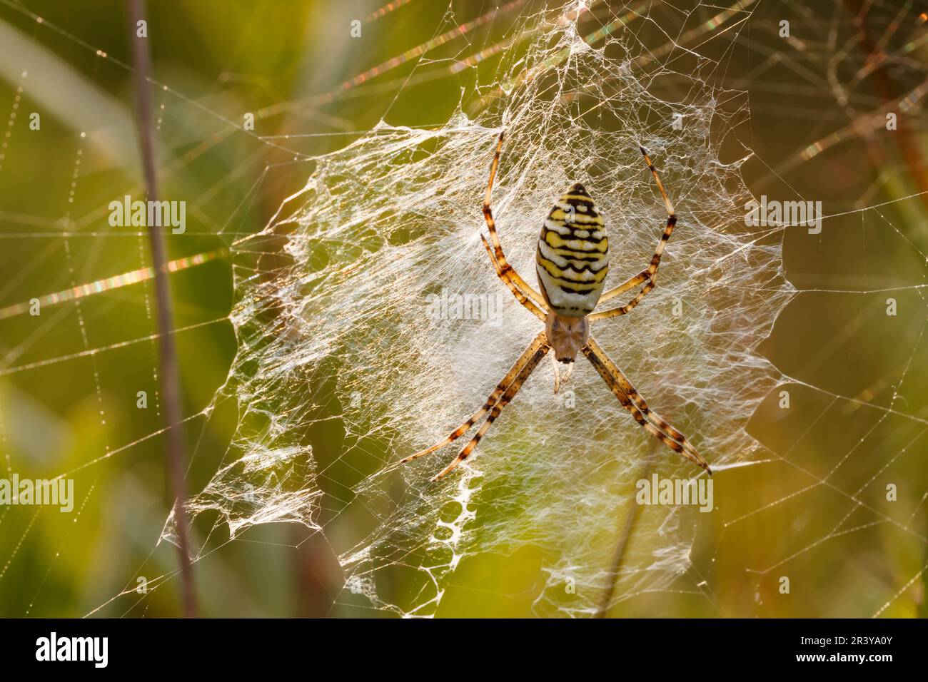 Argiope bruennichi, gemeinhin bekannt als die Wasp-Spinne Stockfoto