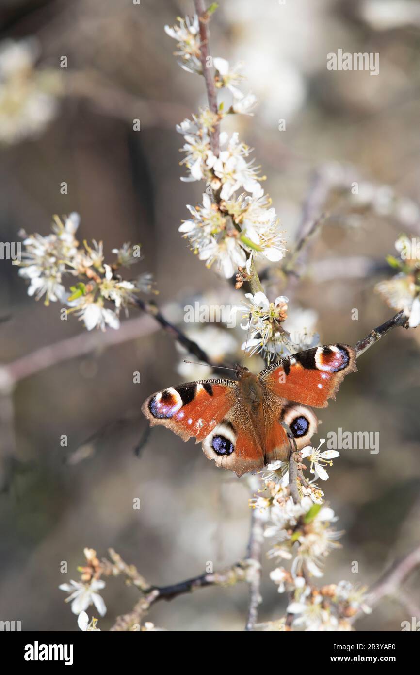 Ein europäischer Peacock Butterfly (Aglais IO), der im Frühling von den Weißen Blüten von Blackthorn oder Sloe, Blossom (Prunus Spinosa) angezogen wird Stockfoto