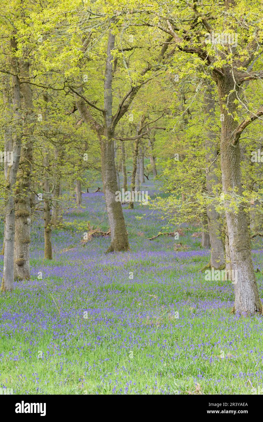 Ein Teppich aus Bluebells der Ureinwohner (Hyacinthoides Non-scripta) rund um die Eichen im Alten Waldland im Kinclaven (Ballathie) Bluebell Wood Stockfoto