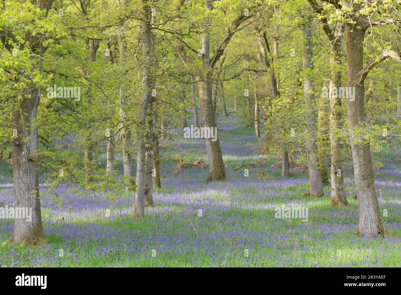 Sonnenlicht auf einem Teppich aus Bluebells (Hyacinthoides Non-scripta) unter den Eichen in Kinclaven (ehemals Ballathie) Bluebell Wood Stockfoto