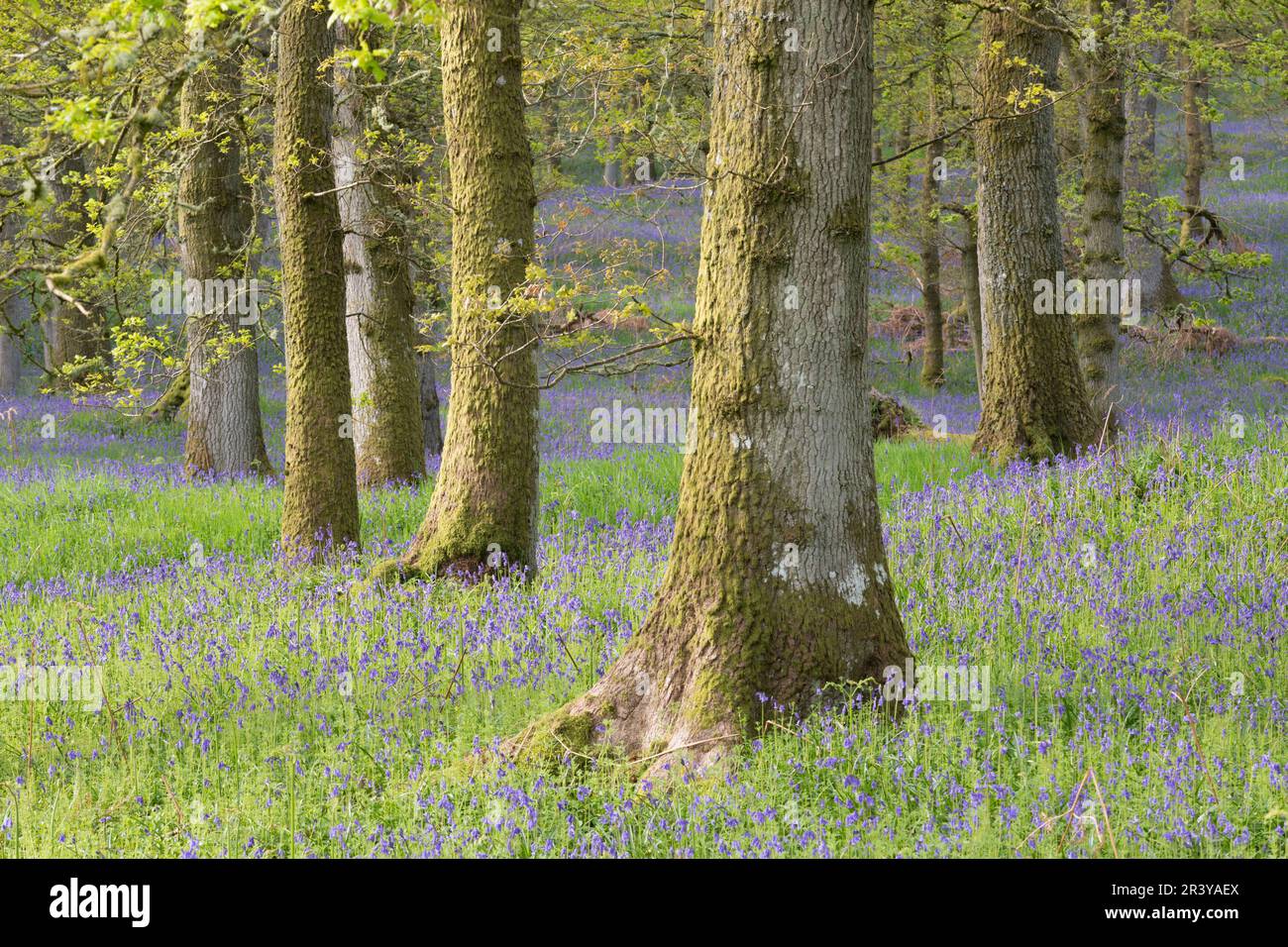 Ein Teppich aus Bluebells (Hyacinthoides Non-scripta) rund um die moosbedeckten Eichenstämme im Kinclaven Bluebell Wood, einem alten Waldgebiet, im Mai Stockfoto