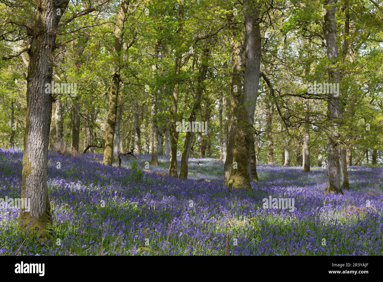 The Woodland Floor in Kinclaven Bluebell Wood, Perthshire, im Frühling der Sonne mit einheimischen Bluebells (Hyacinthoides Non-scripta) in Flower Stockfoto