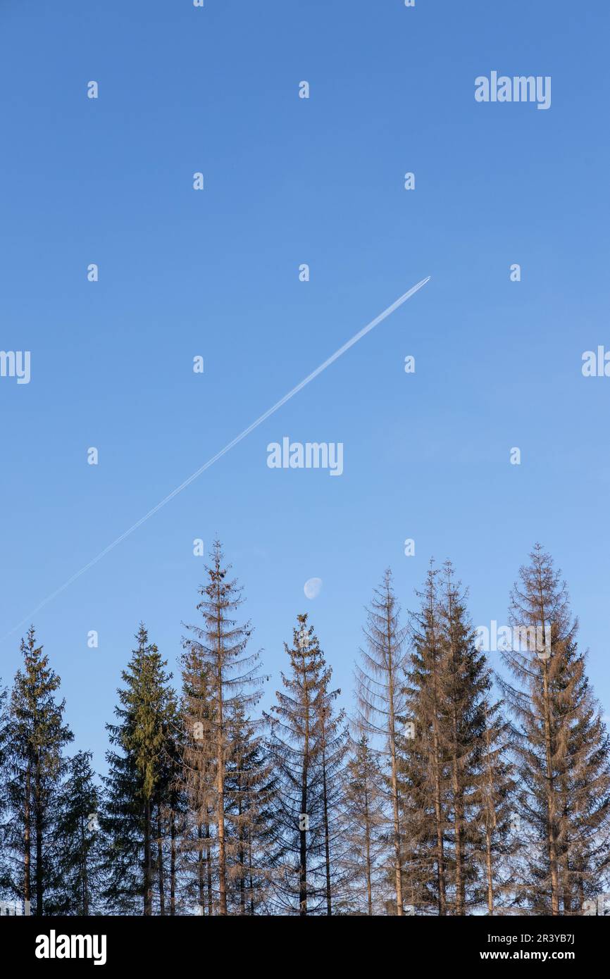 Tree Tops mit blauem Himmel Stockfoto