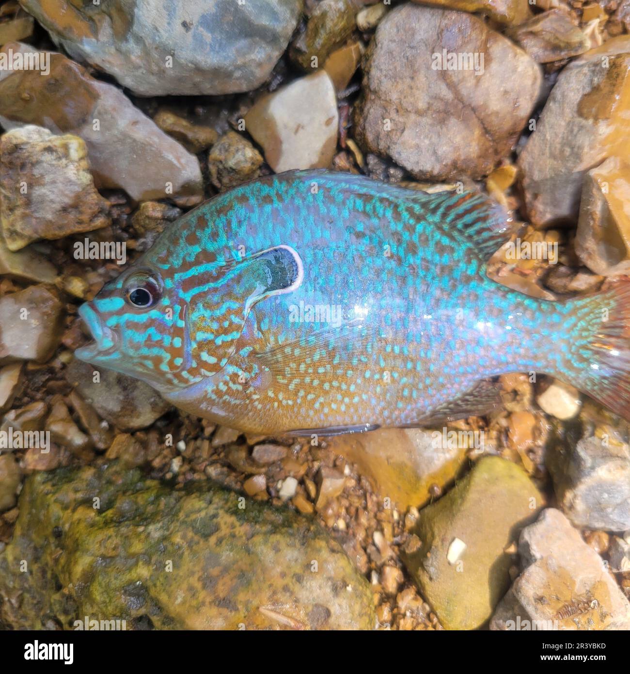 Ein Langohr-Sonnenfisch, auch bekannt als Kürbiskerne, Sonnenfisch, Sonnenbarsch oder eine Vielzahl anderer lokaler Namen. Lepomis-Megalotis Stockfoto