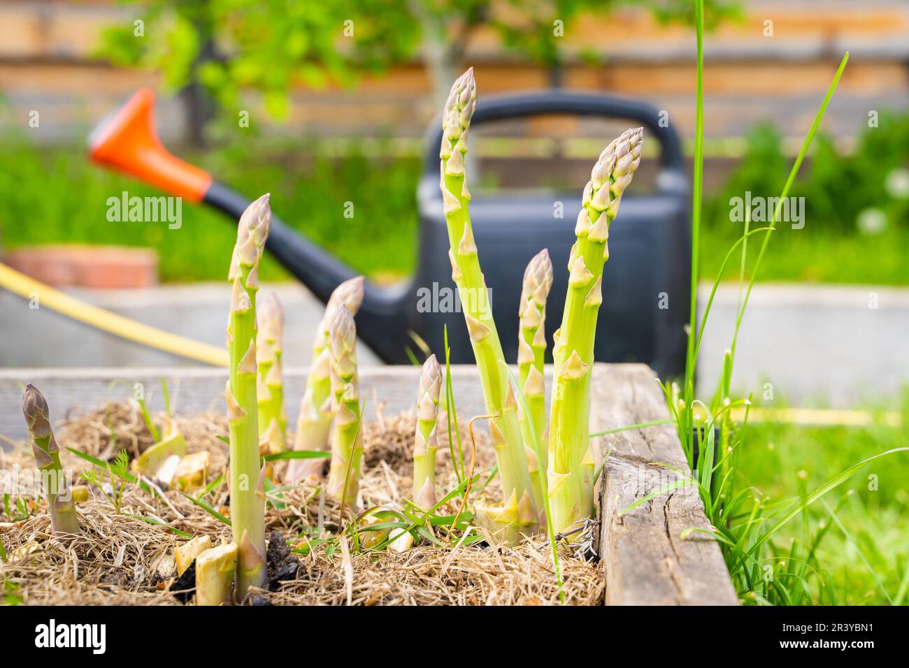 Grüner Spargel wächst in einem Gartenbett vor dem Hintergrund einer Gießkanne Stockfoto