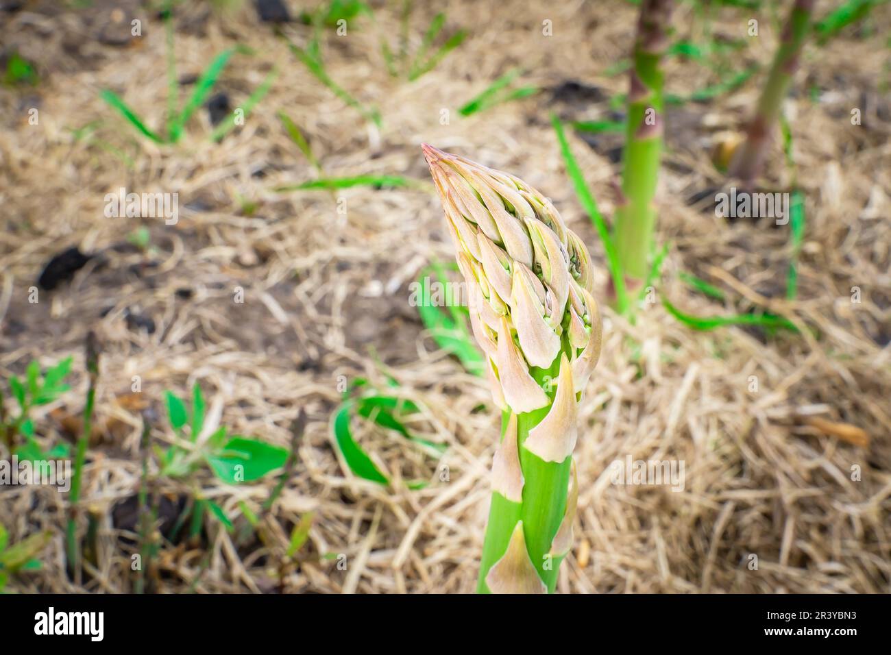 Die Spitze des Spargels bereitet sich auf die Blüte vor, Nahaufnahme Stockfoto