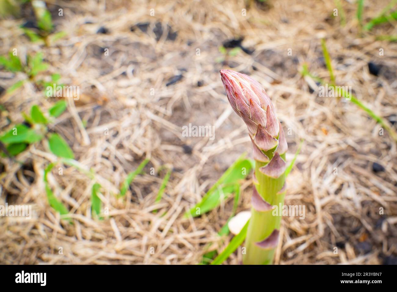 Grüner Spargel-Shoot wächst aus nächster Nähe.Anbau von gesundem Gourmet-Gemüse im Garten Stockfoto