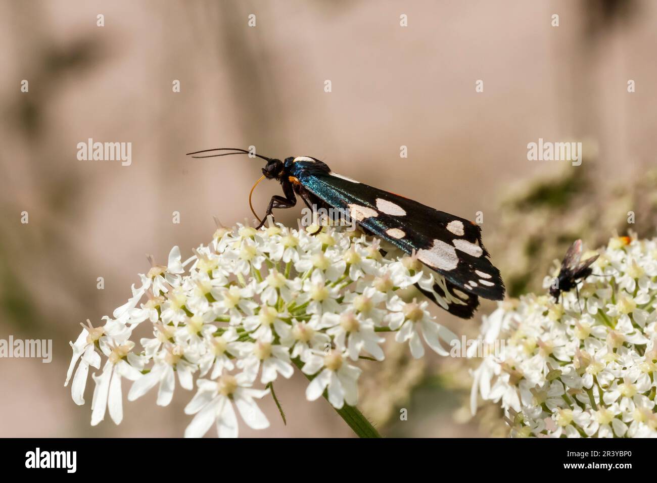 Callimorpha dominula, gemeinhin bekannt als Scharlachtiger Motte Stockfoto