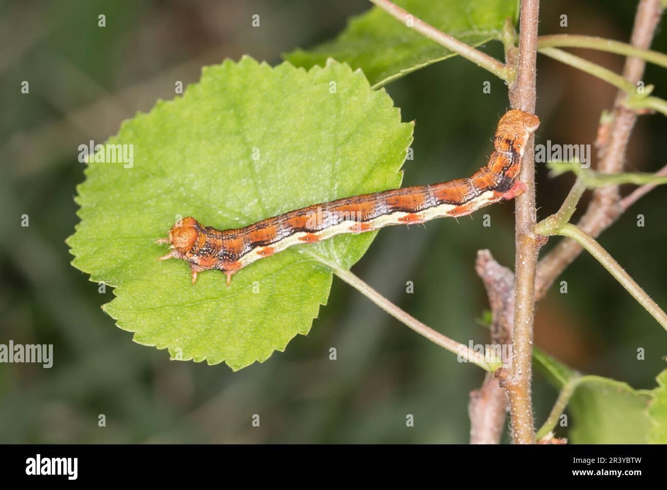 Erannis defoliaria, auch bekannt als gesprenkelter Umber, gesprenkelter Umbermoth (Caterpillar) Stockfoto