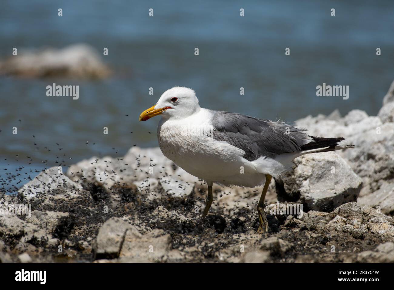 Kalifornische Möwe auf der Suche nach Nahrung Stockfoto