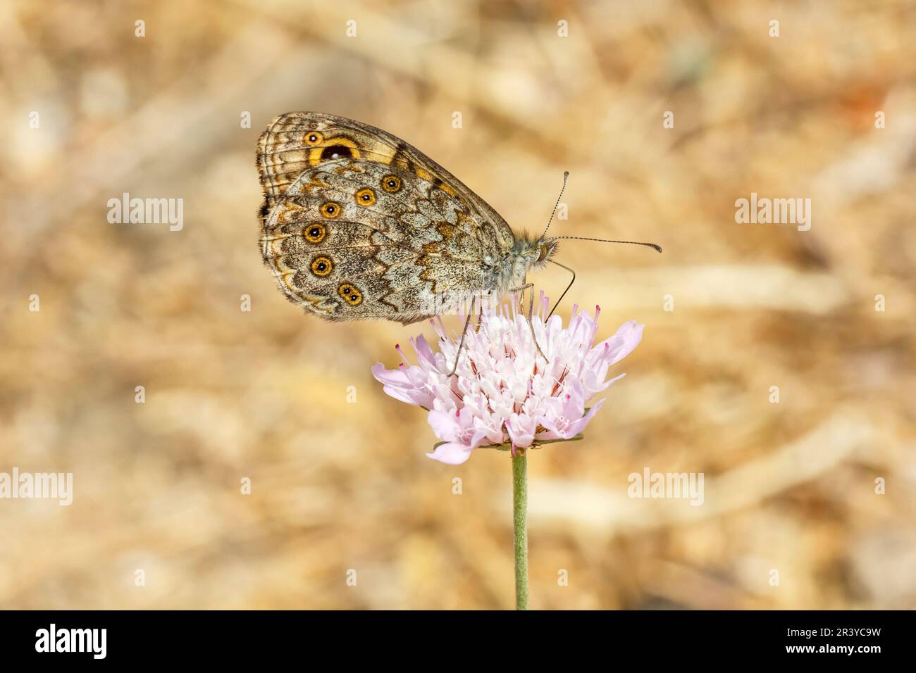 Lasiommata megera, bekannt als Mauerfalter, Mauerbrauner Schmetterling Stockfoto