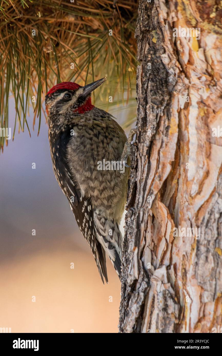 Roter Sapsucker, der sich zum Baum neigt Stockfoto
