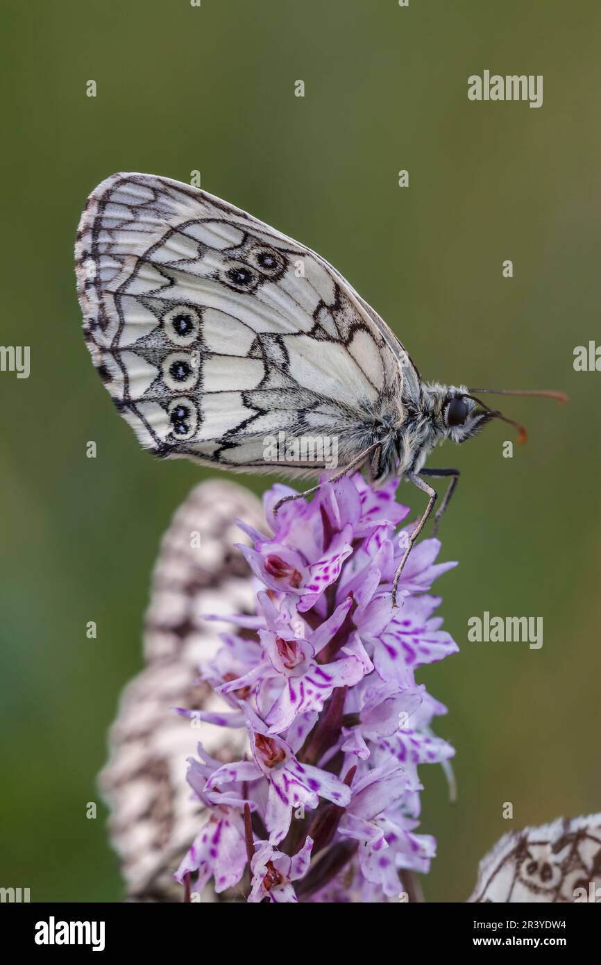 Melanargia galathea, auch bekannt als der marmorierte weiße Schmetterling Stockfoto