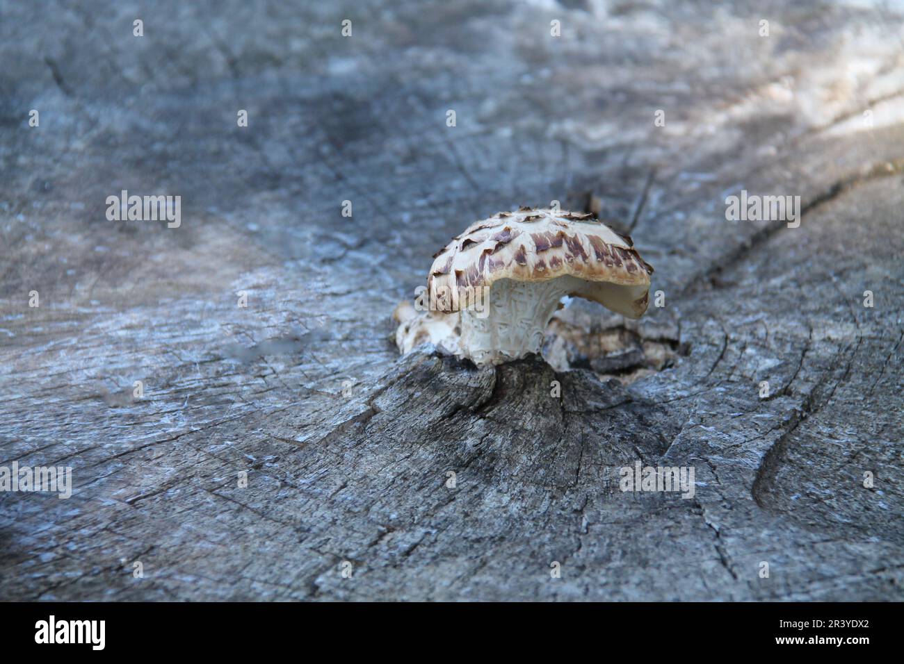 Ein Pilz im Zentrum eines alten Baumstumpfes. Stockfoto