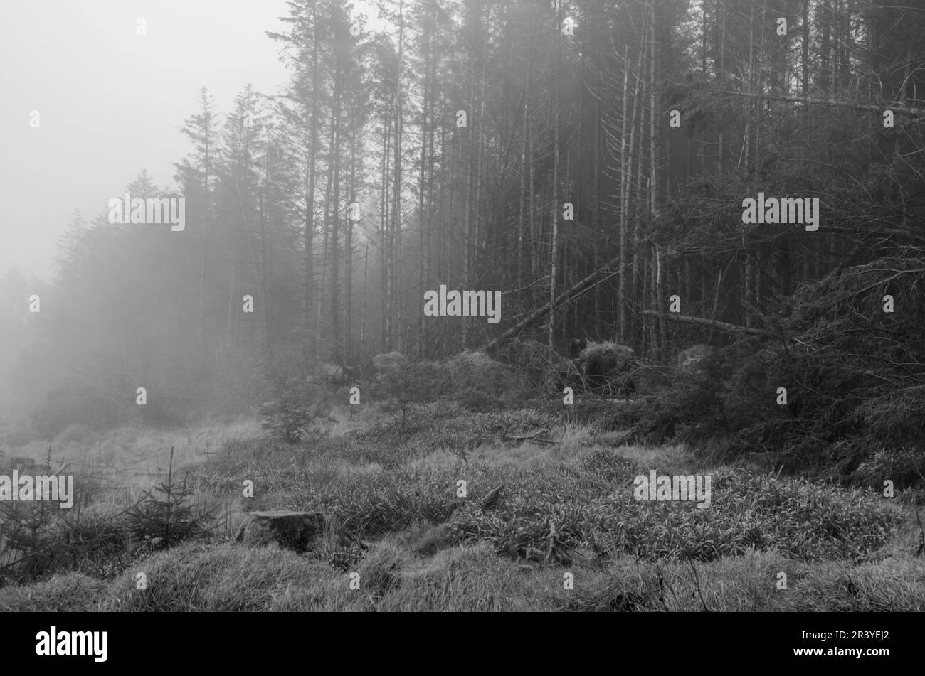 Wenn es Misty ist, erkunden wir gerne unsere lokalen Wälder und dies war nur eines von einem sehr produktiven Ausflug. Stockfoto