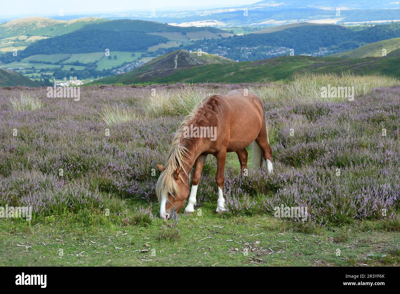 Pony on the Long Mynd, Shropshire Hills, Shropshire, Großbritannien Stockfoto