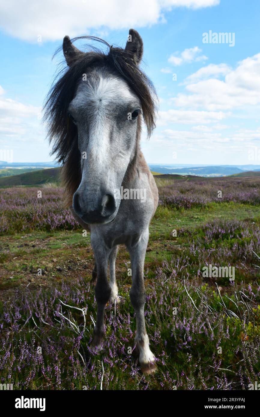 Grey Horse on the Long Mynd, Shropshire Hills, Shropshire, Großbritannien Stockfoto