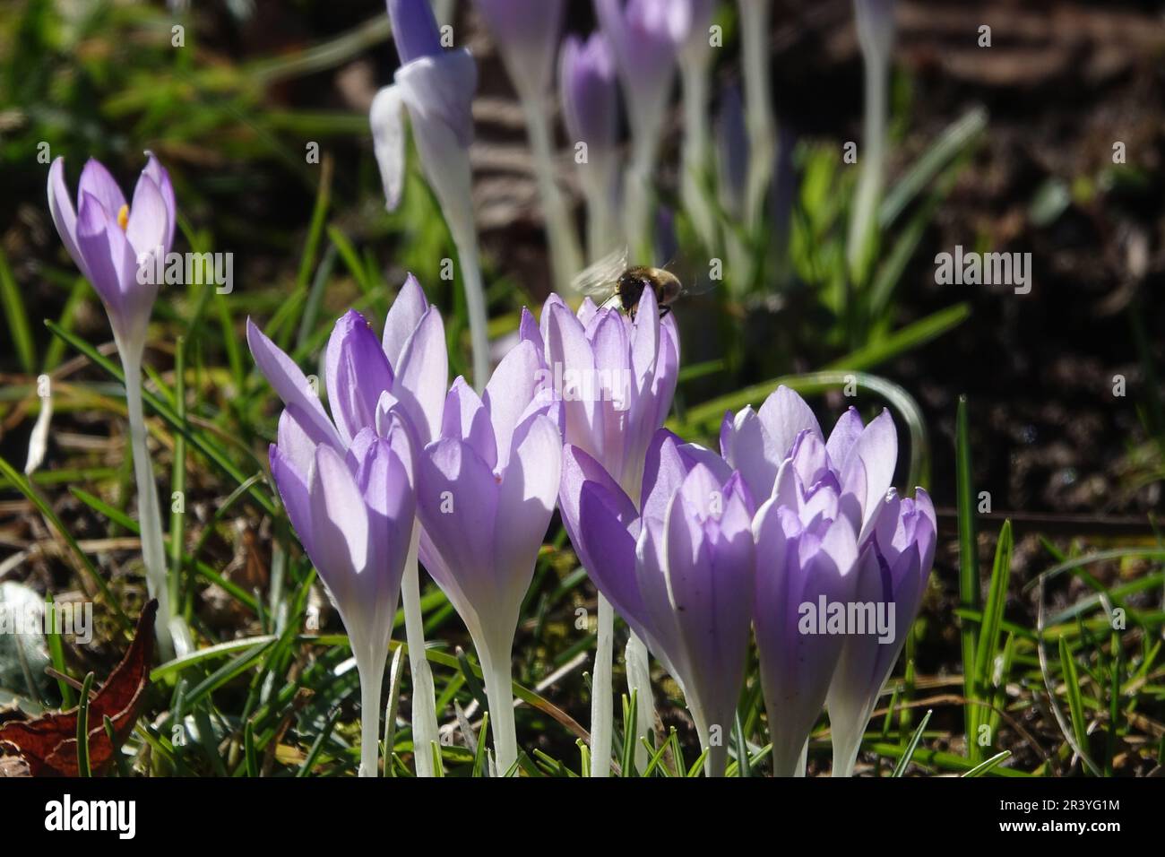 Crocus tommasinianus, Waldkrokus, Honigbiene Stockfoto
