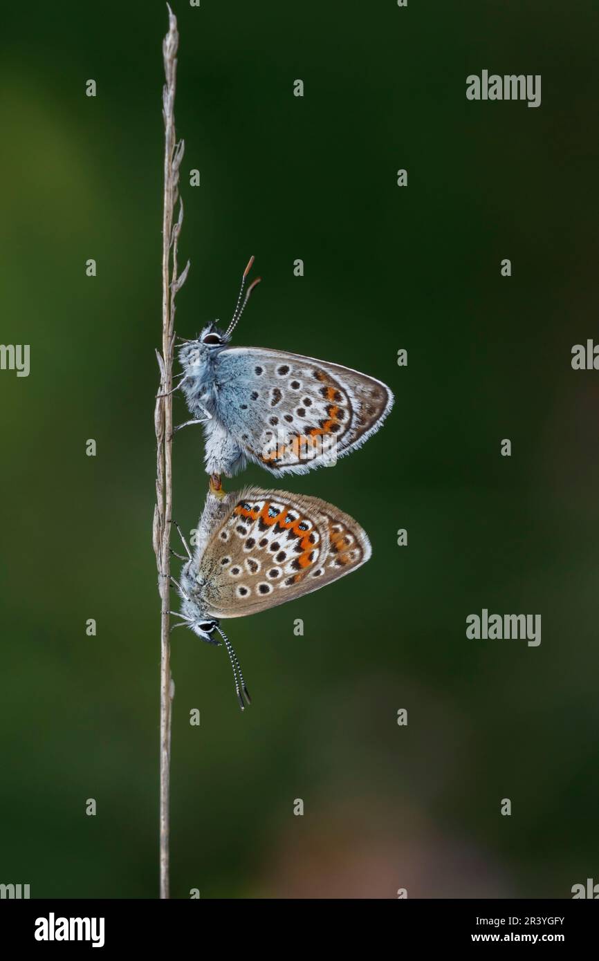 Plebejus argus, auch bekannt als Silberbesatz Blau (von oben nach unten, männlich und weiblich) Stockfoto