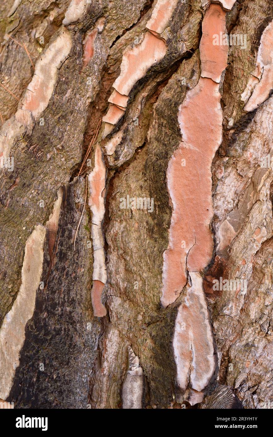 Rindenmuster von mediterranem Kiefernbaum, Pinus Pinea, auch bekannt als Steinkiefer oder mediterraner Steinkiefer Stockfoto