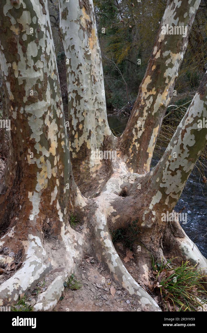 Riesiger Hybridbaum, Platanus-Arten, mit Vierfachstamm und charakteristischem Rindenmuster Stockfoto