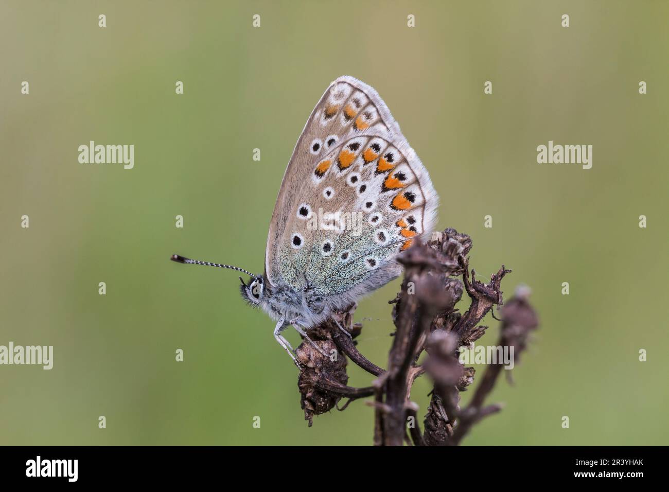 Polyommatus ikarus, auch bekannt als Blauer Schmetterling, Blauer Schmetterling Stockfoto