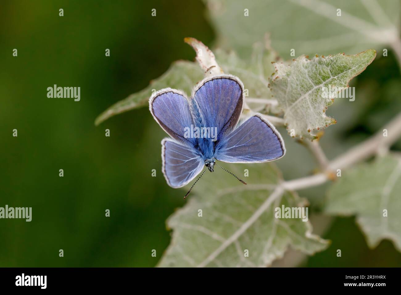 Polyommatus ikarus (männlicher Schmetterling), auch bekannt als Blauer Schmetterling, Blauer Schmetterling Stockfoto