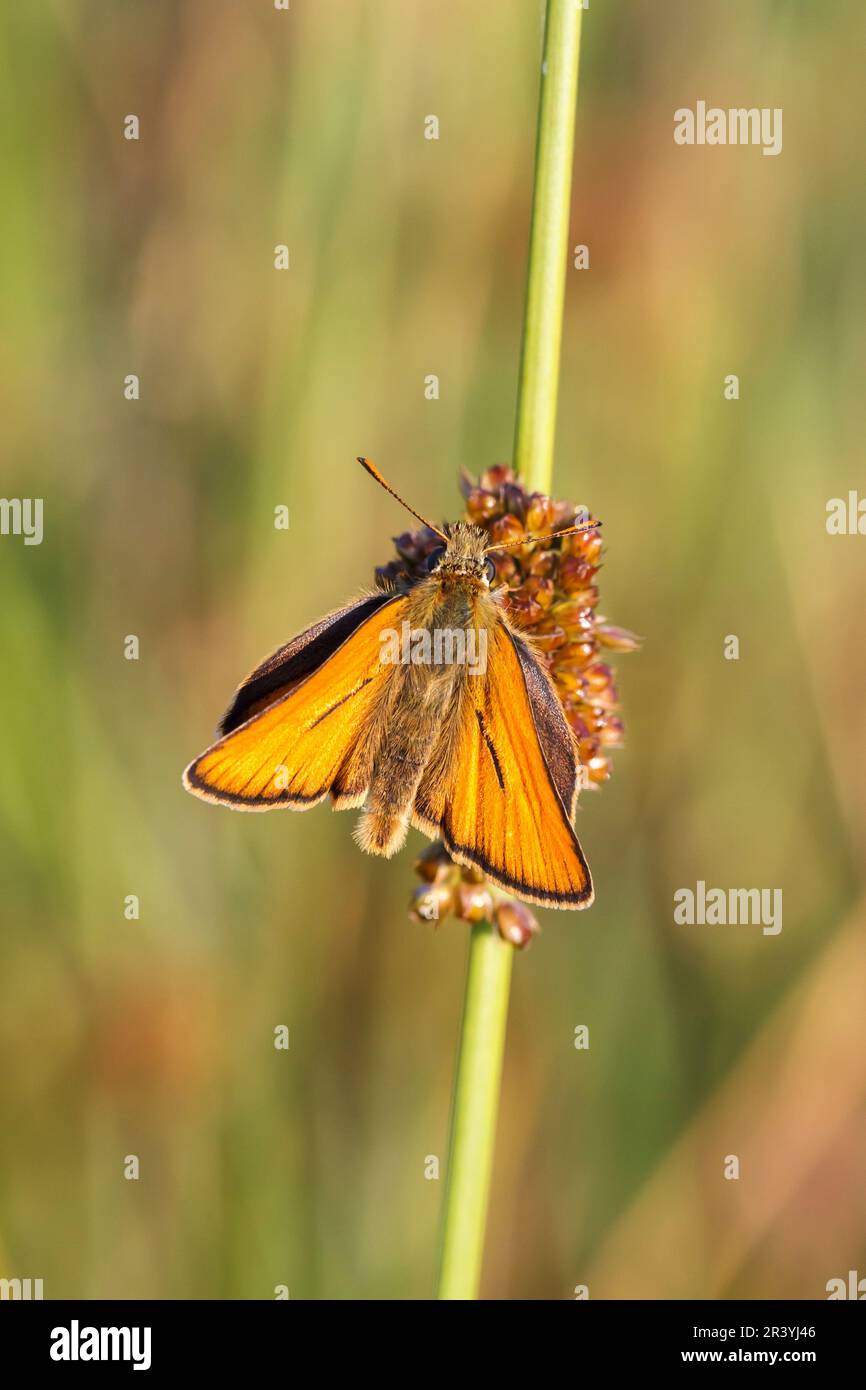 Thymelicus lineola, Essex Skipper (männlicher Schmetterling) Stockfoto