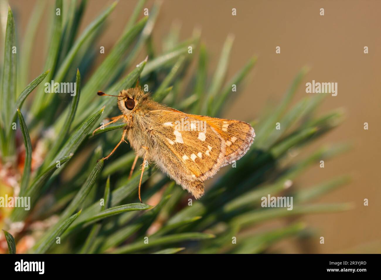 Hesperia Comma, bekannt als Silver-Fleck-Skipper, Common-Branding-Skipper, Holarktischer Grasskipper Stockfoto