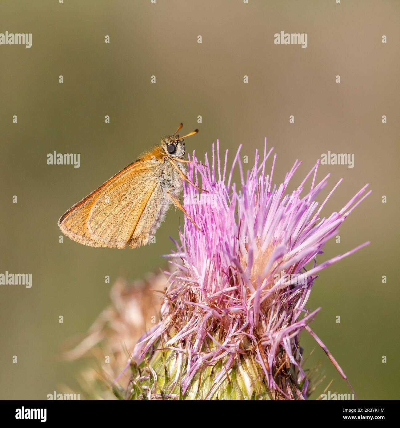 Thymelicus sylvestris, bekannt als der kleine Kapitän-Schmetterling Stockfoto