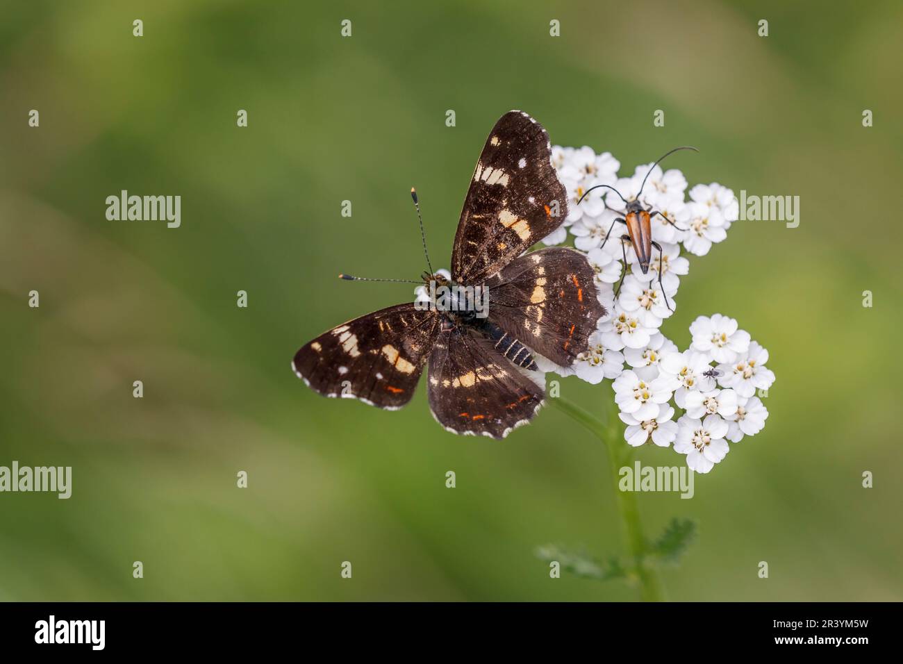 Araschnia levana (f. prorsa), der Schmetterling der Karte, Sommerform auf einer Schafgarbe Stockfoto