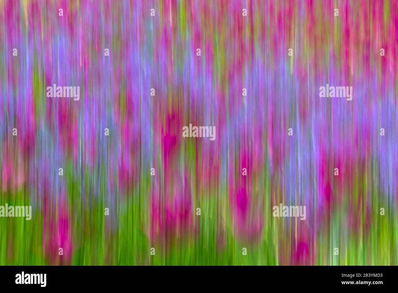 tulpenblüten-Impressionen blühen im Frühlingssommer in Großbritannien - Impressionismus ICM-absichtliche Kamerabewegung Stockfoto