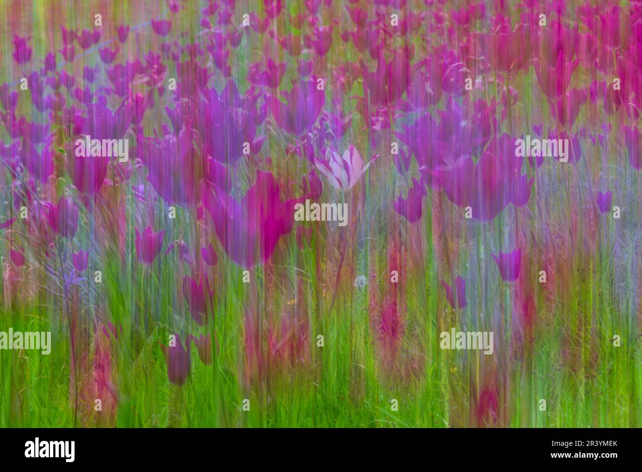 tulpenblumen Impressionen blühen in Großbritannien im Frühlingssommer im Mai - Impressionismus ICM absichtliche Kamerabewegung Mehrfachbelichtung Stockfoto