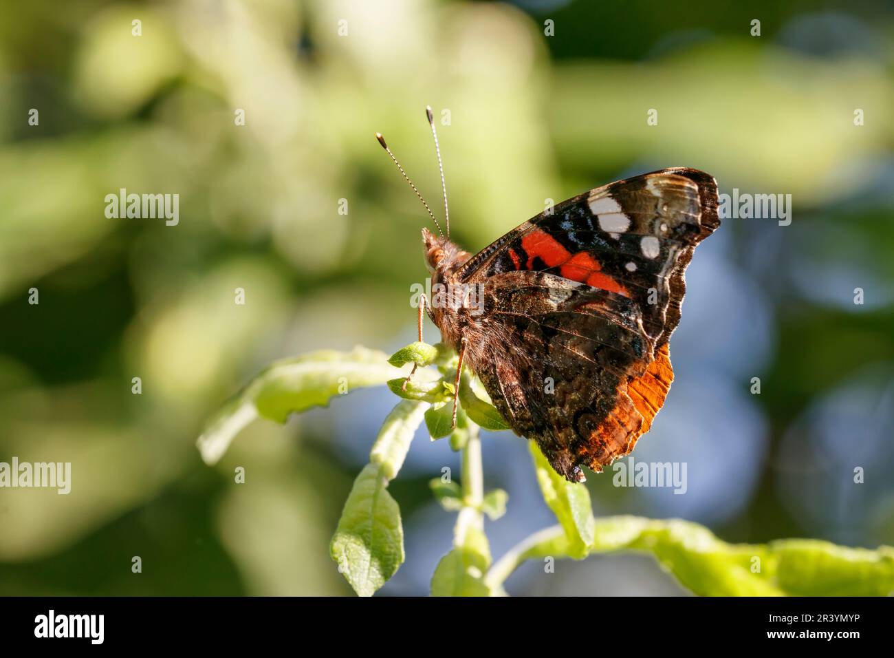 Vanessa atalanta, gebräuchliche Namen sind Roter Admiral, Roter Admiral bewundernswert Stockfoto