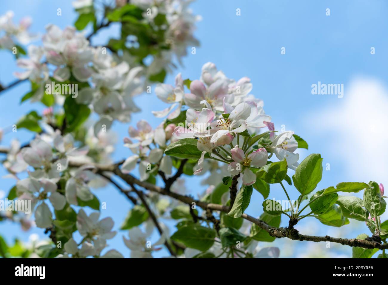 Weiße Blüten auf Zweigen im Obstgarten mit Kirsch- und Apfelbäumen. Wunderschöne Natur. Blumensaison. Hintergrund mit Kopierbereich. Hochwertiges Fotopapier Stockfoto