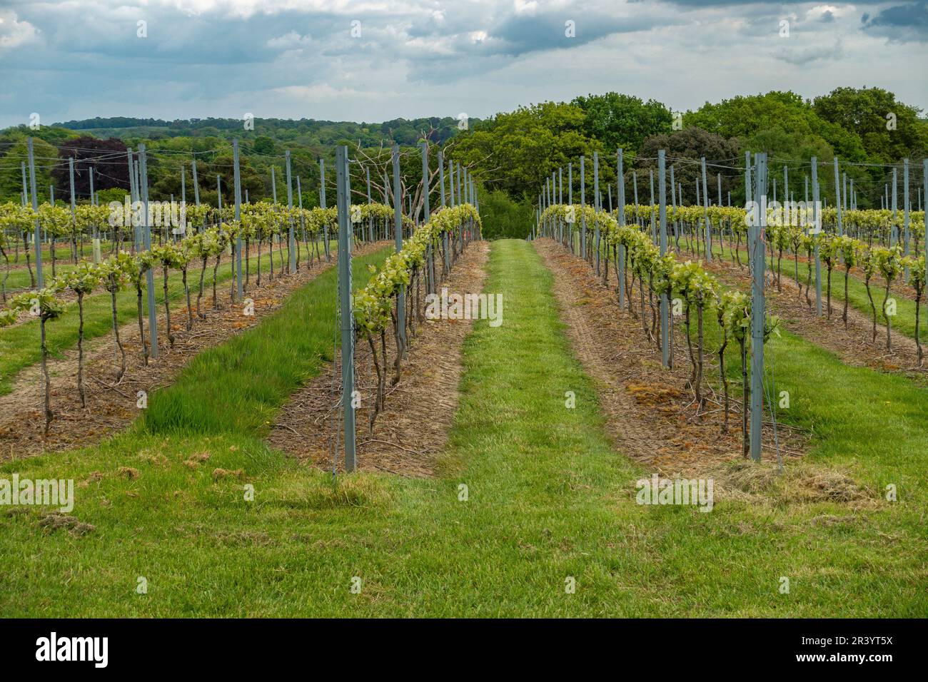 Vinyard, Leonardslee Gardens, Sussex, England Stockfoto