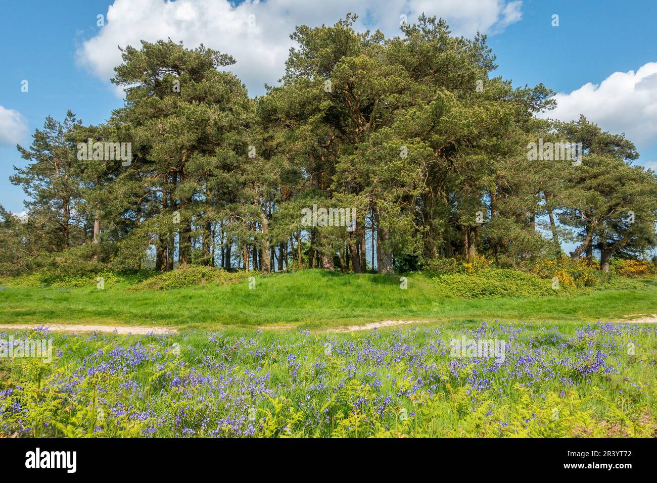 Kings Standing Clump, antikes Denkmal, Ashdown Forest, East sussex, English, Bluebells, Hyacinthoides non-scripta im Vordergrund. Stockfoto