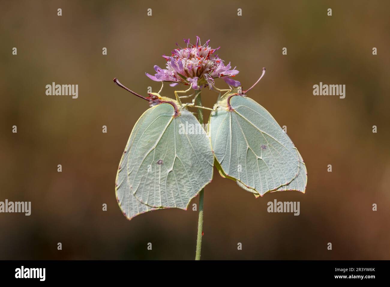 Gonepteryx cleopatra, bekannt als Cleopatra, Cleopatra Butterfly