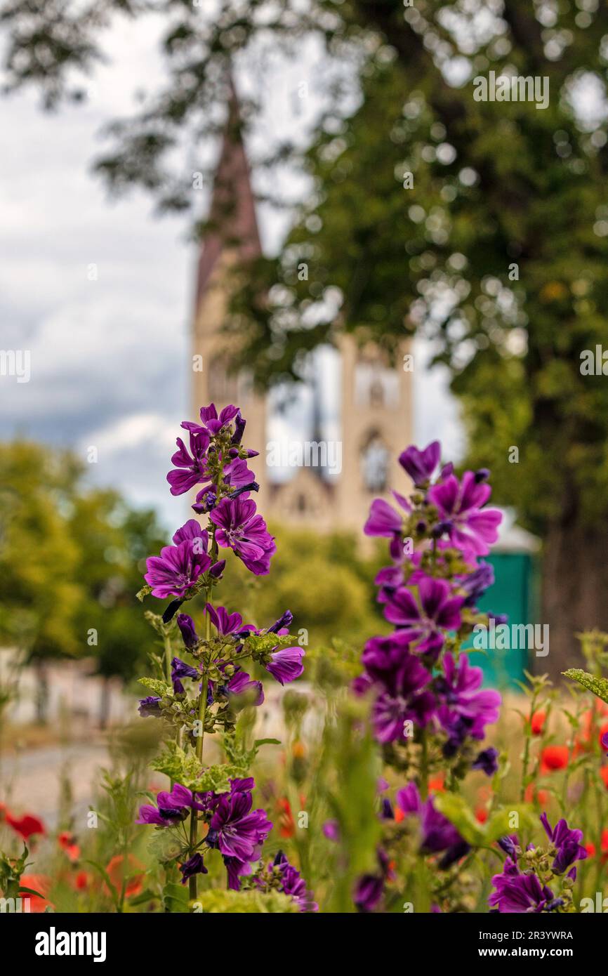 Bilder aus der Bezirksstadt Halberstadt Harz Stockfoto