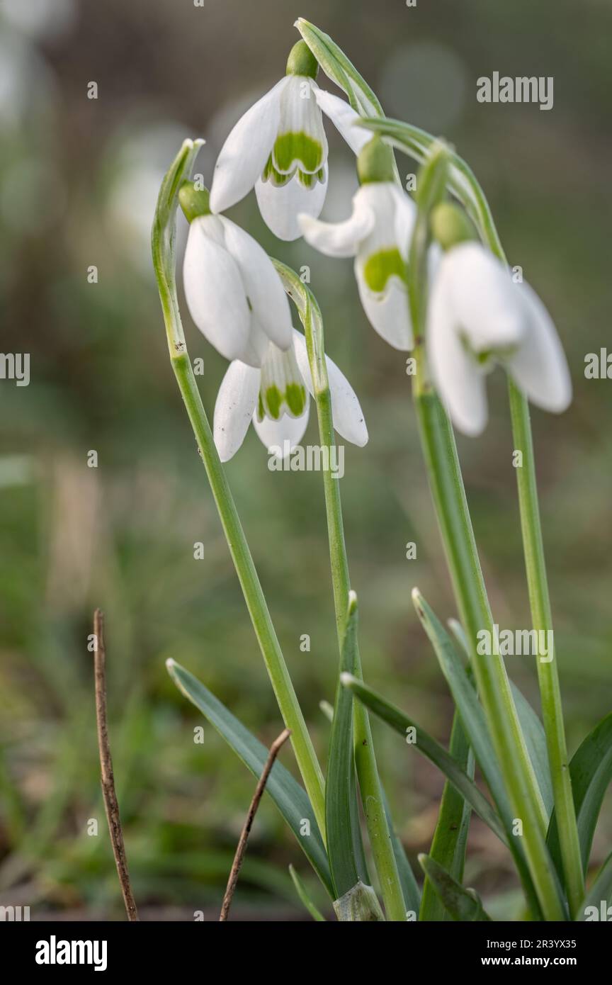 Schneeglöckchen Stockfoto