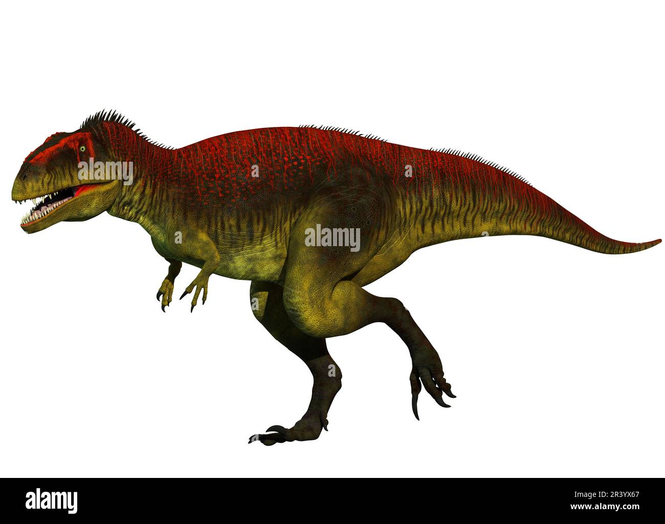 Meraxes gigas Dinosaurier, Seitenansicht auf weißem Hintergrund. Stockfoto