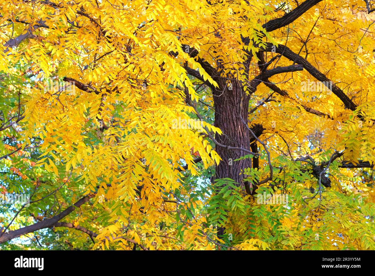 Gelbes Herbstkonzept. Die Herbstblätter sind perfekt für die saisonale Nutzung. Warmes Wetter an sonnigen Tagen. Stockfoto