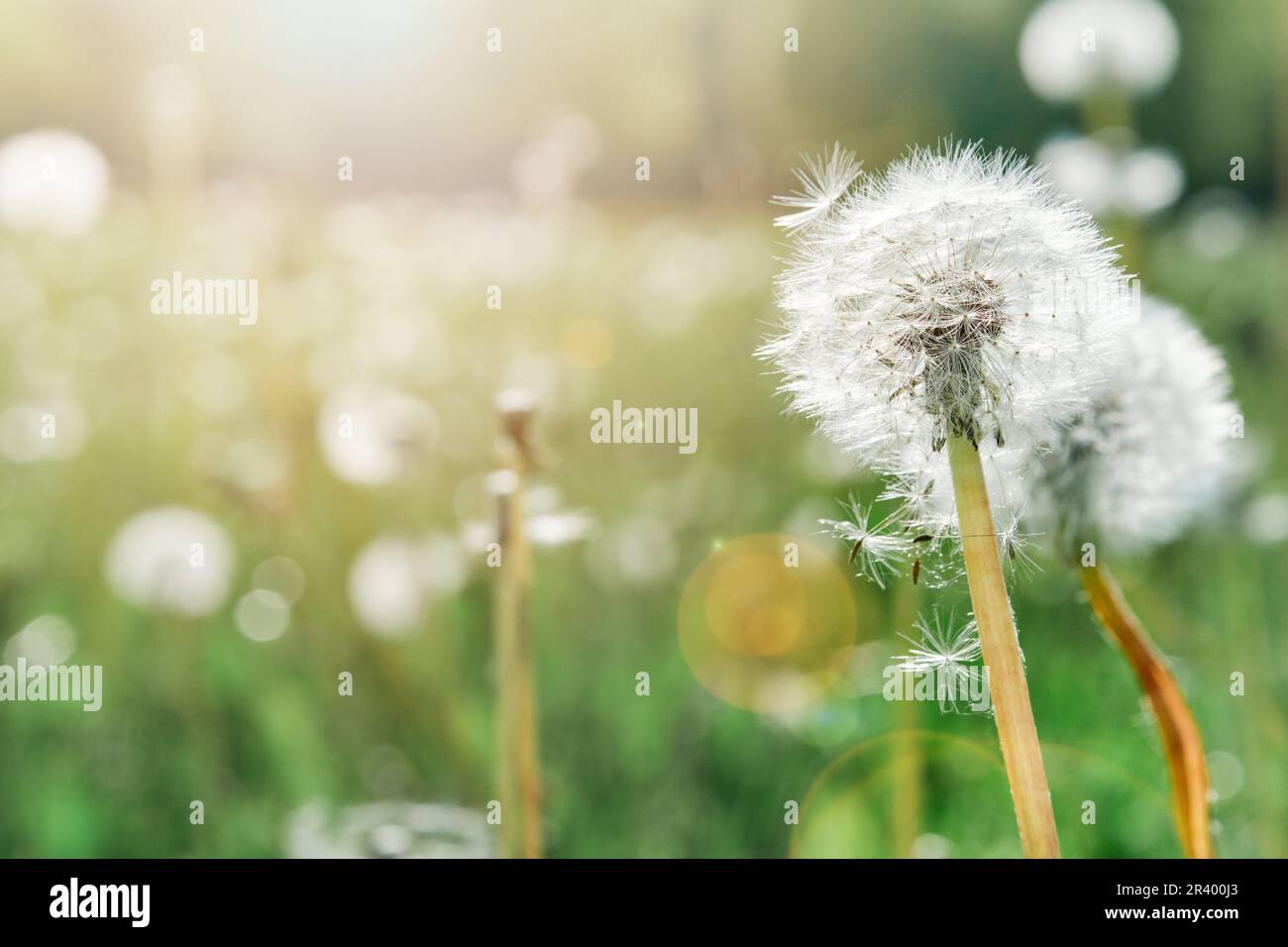 Flauschige Löwenzahn leuchten in Sonnenstrahlen bei Sonnenuntergang in der Natur auf der Wiese. Wunderschöne Löwenzahnblumen im Feld Nahaufnahme in goldenen Sonnenstrahlen. Beau Stockfoto