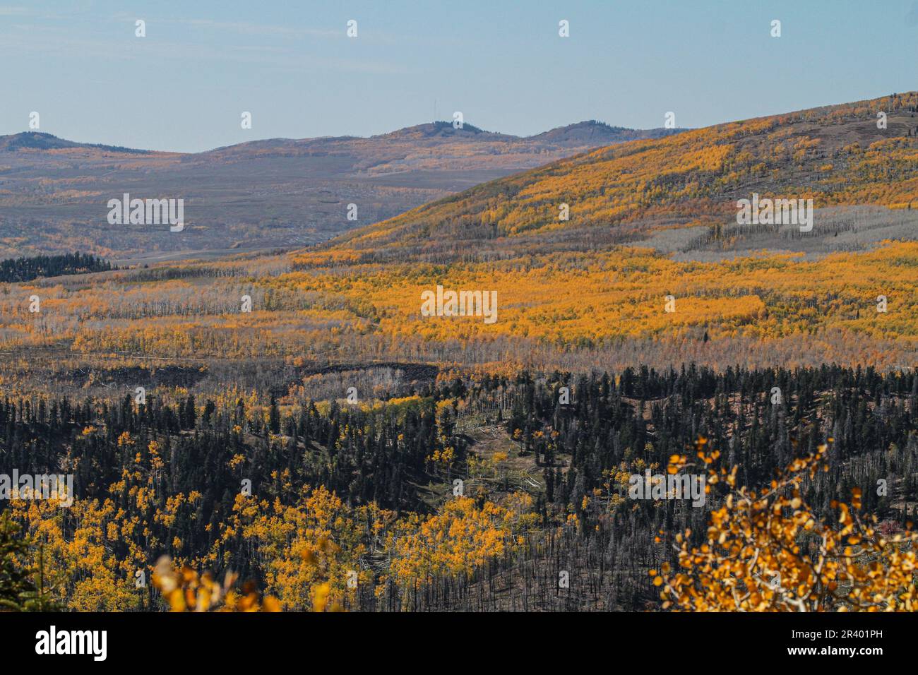 Cedar Breaks NM, die Krönung der Grand Staircase, befindet sich auf über 10.000 m Höhe und blickt hinunter in ein ca. 800 m tiefes geologisches Wunder eines Amphitheaters. Stockfoto