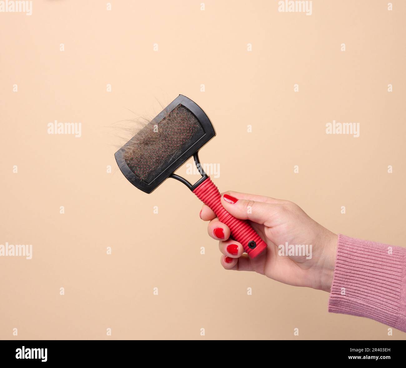 Die Hand einer Frau hält eine Bürste, um Tierhaare auf einem beigen Hintergrund zu kämmen Stockfoto