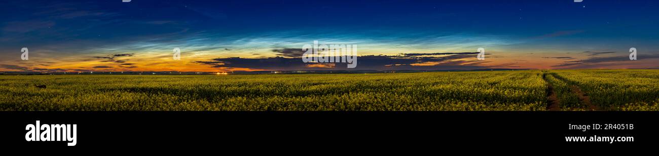 Ein Panoramablick auf die nächtlichen Wolken über einem reifen Feld aus gelbem Raps im Süden Albertas, Kanada. Stockfoto
