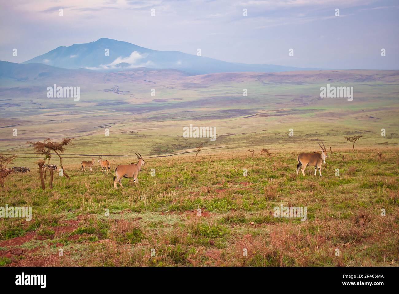 Die Herde im frühen Morgenlicht im Ngorongoro-Krater, Tansania Stockfoto