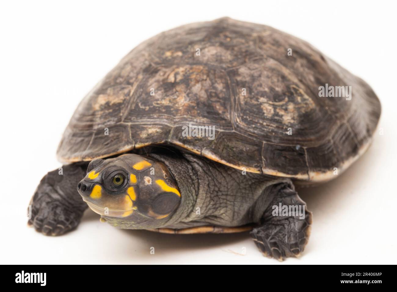 Gelbfleckige Amazonas-Schildkröte, Podocnemis unifilis isoliert auf weißem Hintergrund Stockfoto