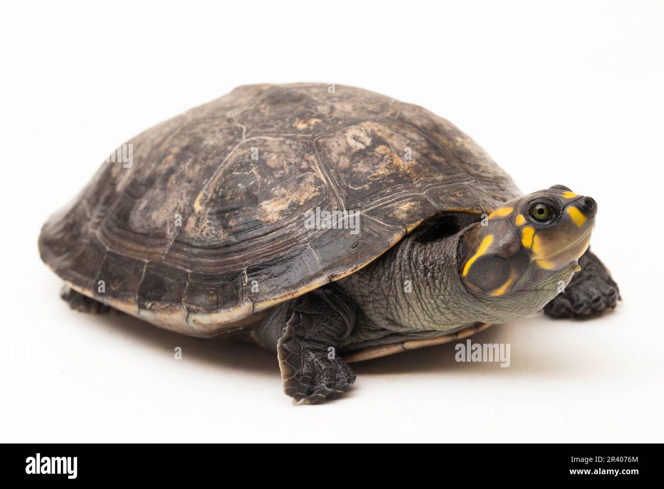 Gelbfleckige Amazonas-Schildkröte, Podocnemis unifilis isoliert auf weißem Hintergrund Stockfoto