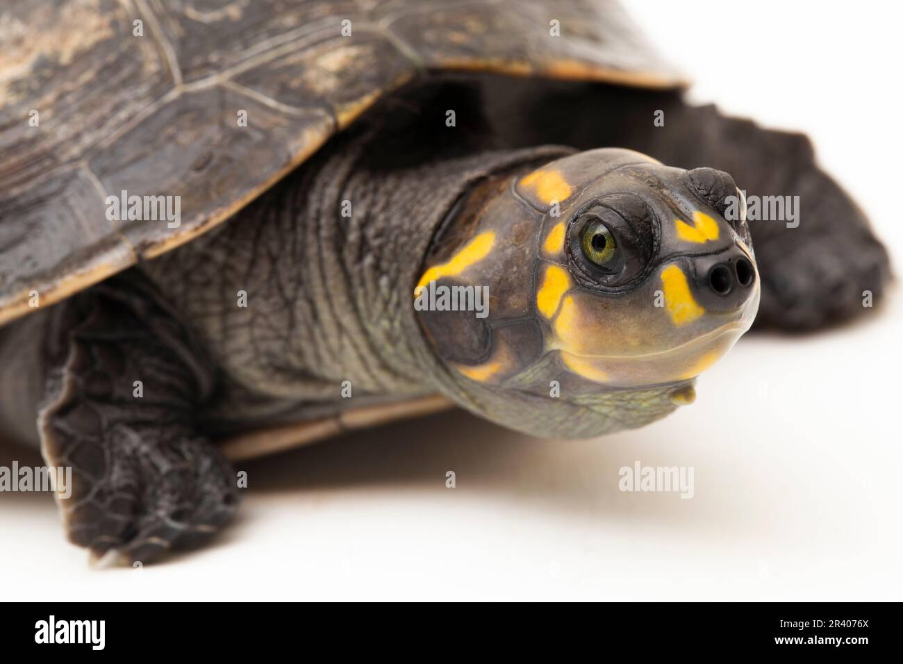 Gelbfleckige Amazonas-Schildkröte, Podocnemis unifilis isoliert auf weißem Hintergrund Stockfoto